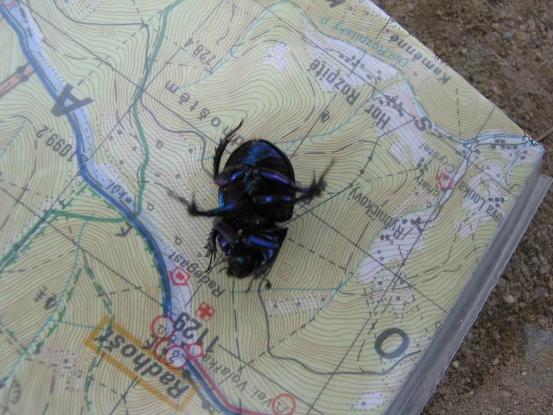 Brouk na mapě